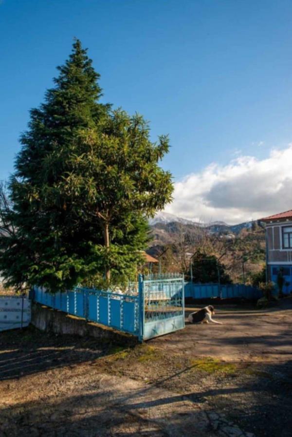 ჩაქვში ( სახლვაშოში) 3 000კვ მიწით. სასოფლო