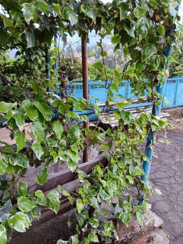 ჩაქვში ( სახლვაშოში) 3 000კვ მიწით. სასოფლო