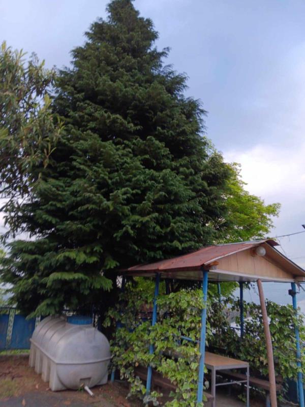 ჩაქვში ( სახლვაშოში) 3 000კვ მიწით. სასოფლო