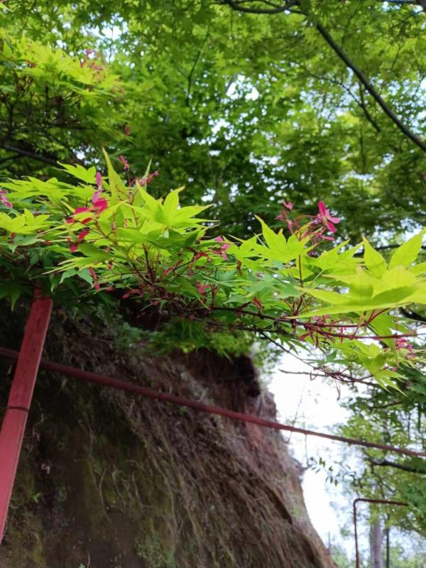 ჩაქვში ( სახლვაშოში) 3 000კვ მიწით. სასოფლო